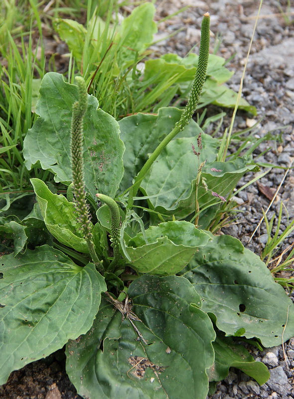 Image of Plantago major specimen.