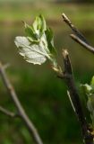 Populus alba. Верхушка молодого побега. Республика Башкортостан, Хайбуллинский р-н, Акъюловский сельсовет, окр. дер. Акназарово, долина р. Сакмара, берёзовая роща на надпойменной террасе. 29 апреля 2024 г.