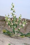 Phlomoides boissieriana