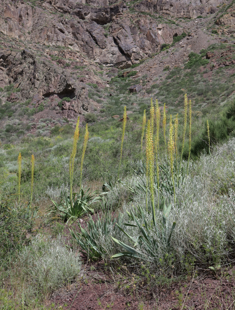 Image of Eremurus fuscus specimen.