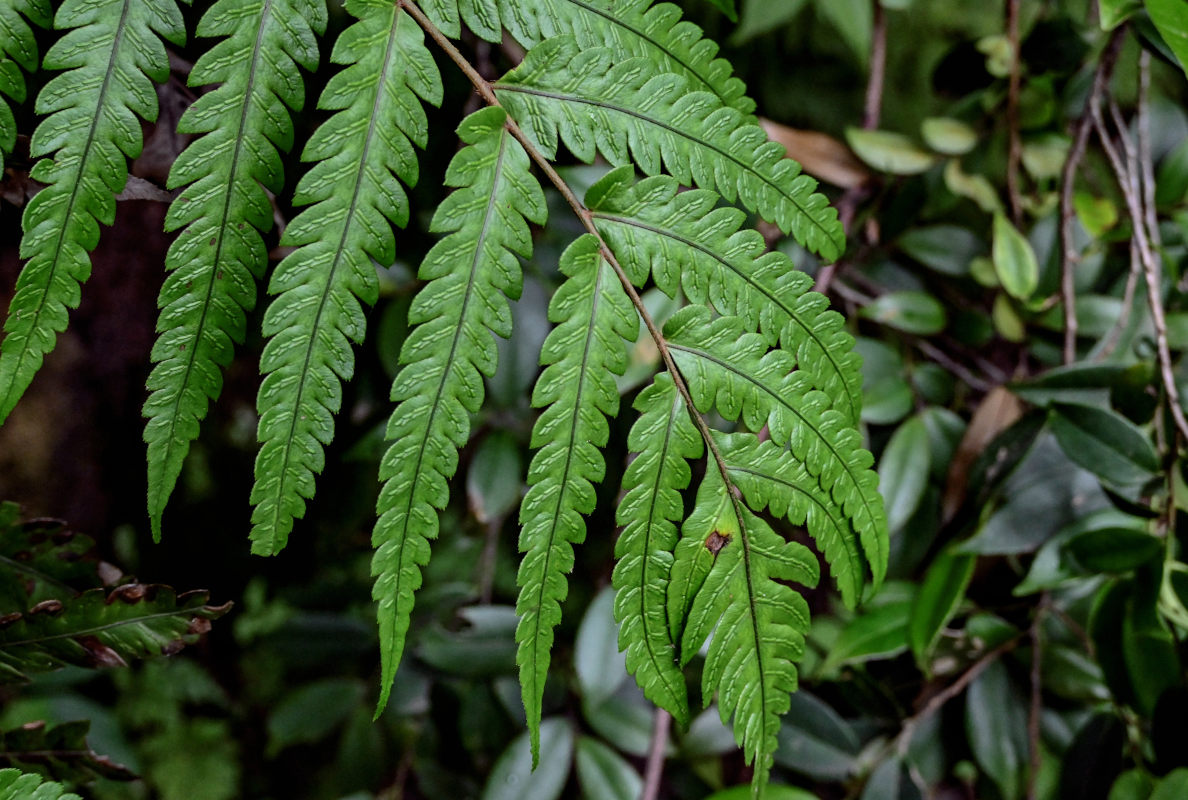 Image of Woodwardia japonica specimen.