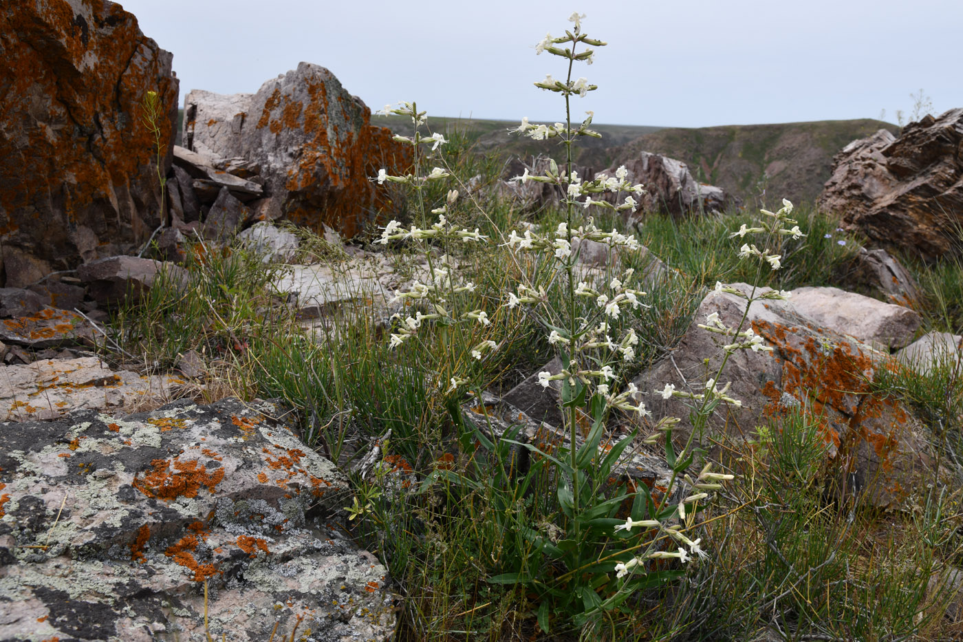 Image of Silene quadriloba specimen.