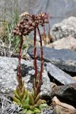 Rosularia alpestris. Зацветающее растение. Таджикистан, Горно-Бадахшанская автономная обл., Рушанский р-н, хр. Северо-Аличурский, Ирхтские горы, Сарезское оз., Ирхтский залив, дол. р. Лянгар, каменистая надпойменная терраса. 27 июня 2024 г.