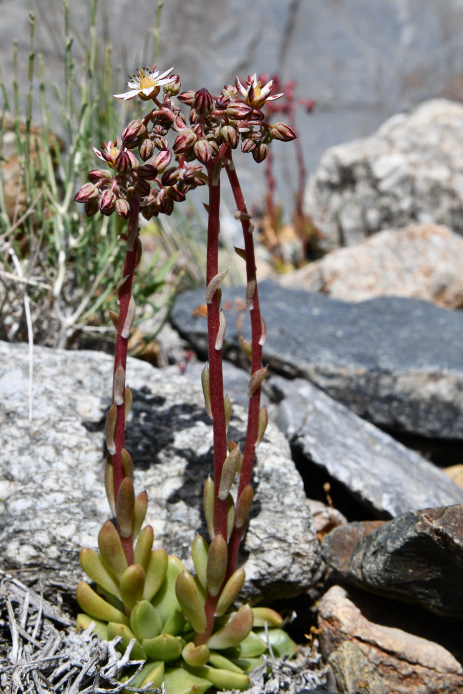 Изображение особи Rosularia alpestris.