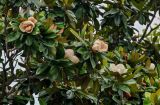 Magnolia grandiflora. Верхушки ветвей с отцветающими цветками. Китай, провинция Шэньси, г. Сиань, в культуре. 10.06.2024.