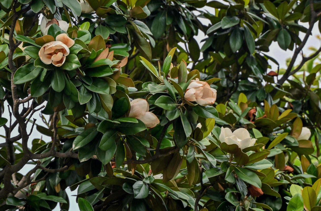 Image of Magnolia grandiflora specimen.