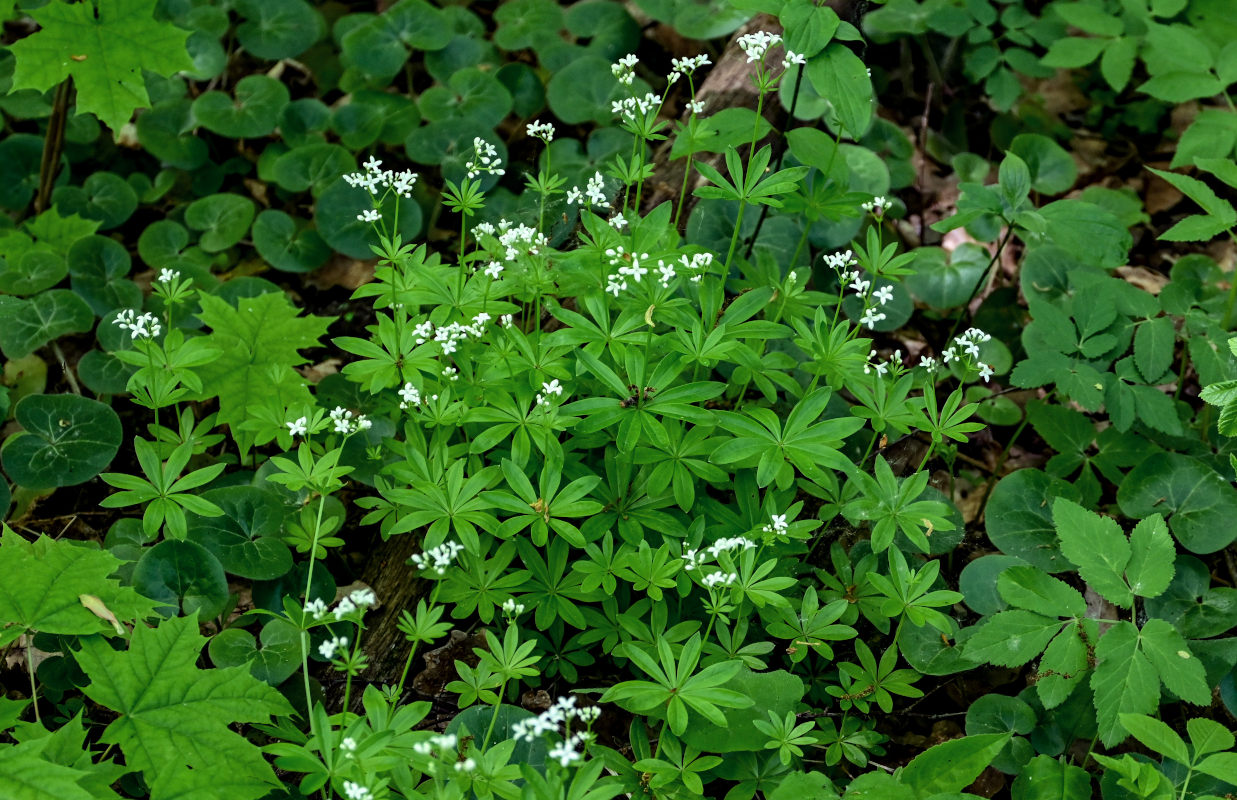 Image of Galium odoratum specimen.