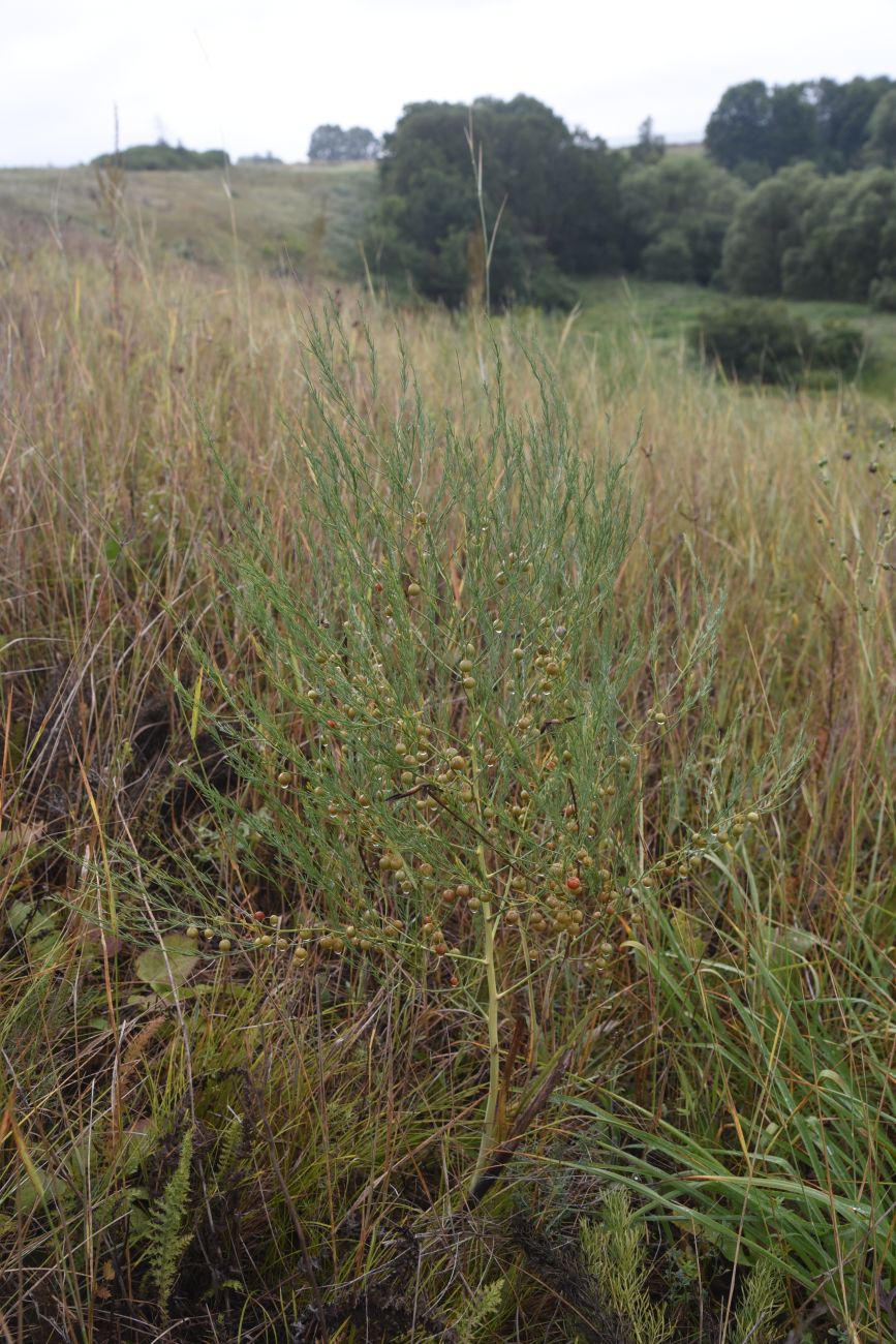 Изображение особи Asparagus officinalis.