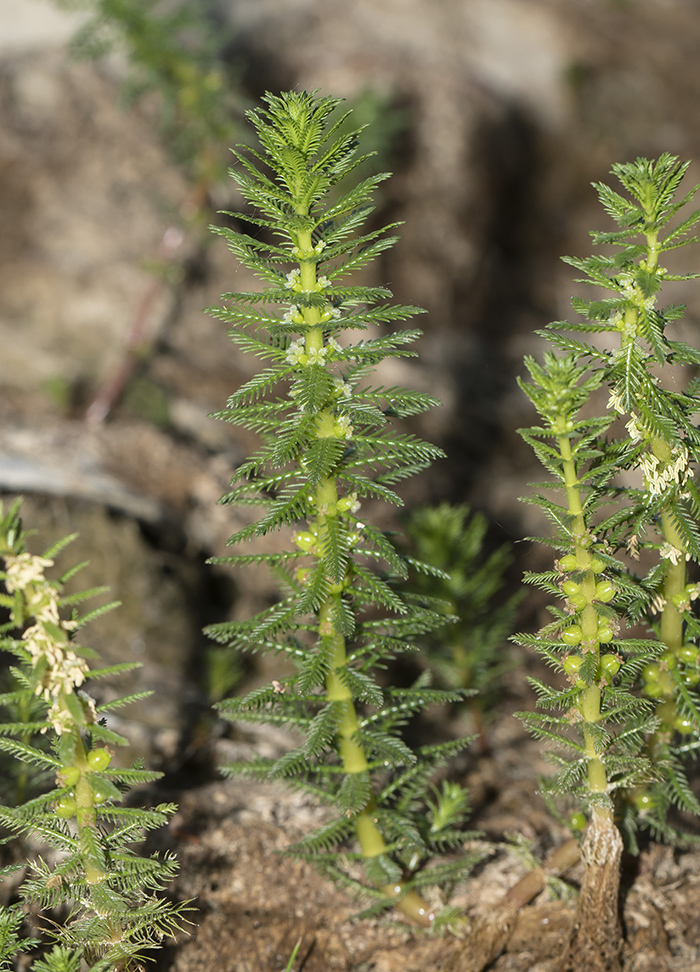 Image of Myriophyllum verticillatum specimen.