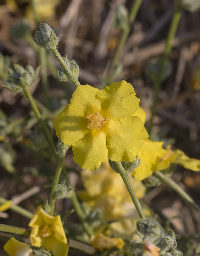 Изображение особи Verbascum pinnatifidum.