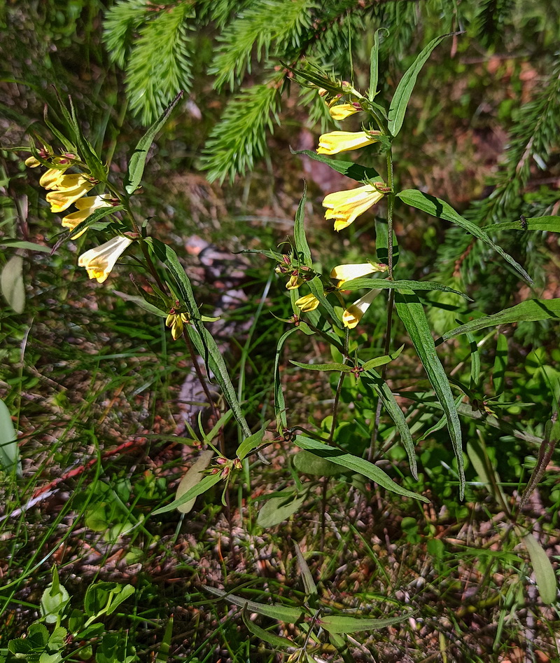 Изображение особи Melampyrum pratense.