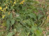 Verbascum laxum