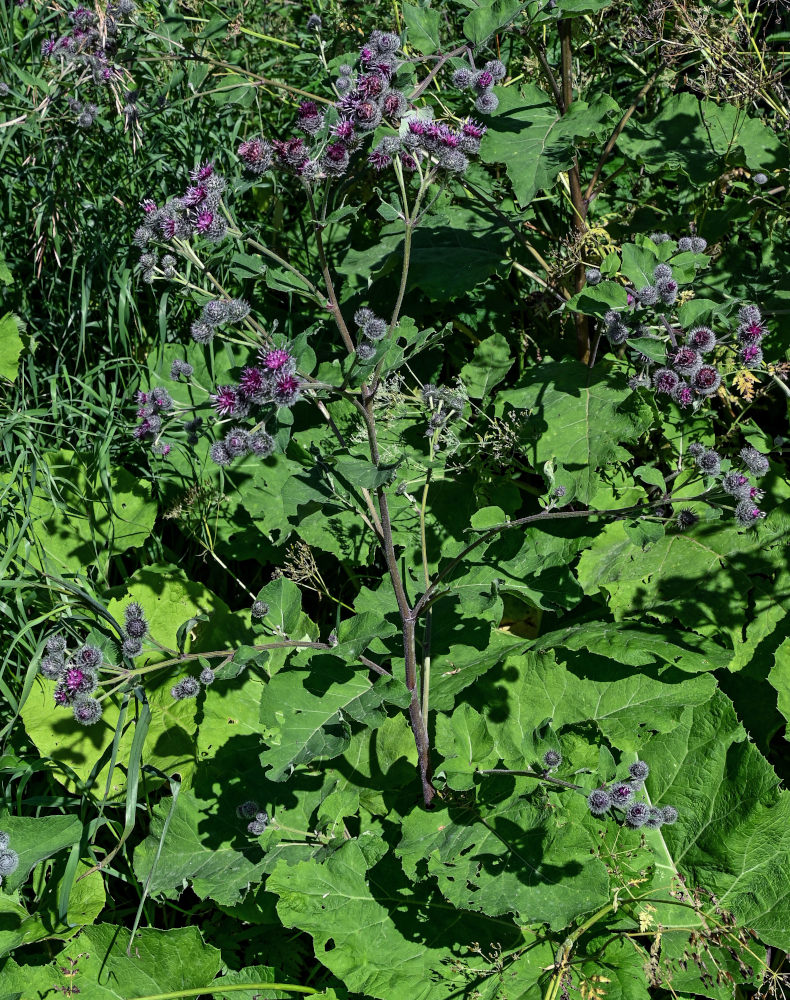 Изображение особи Arctium tomentosum.