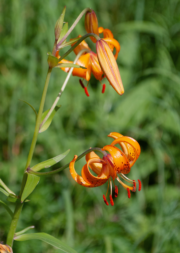 Изображение особи Lilium debile.