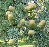 genus Cedrus. Молодые шишки и верхушки побегов. Испания, г. Мадрид, озеленение. Сентябрь.