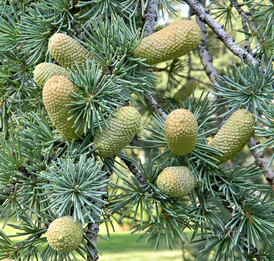 Image of genus Cedrus specimen.