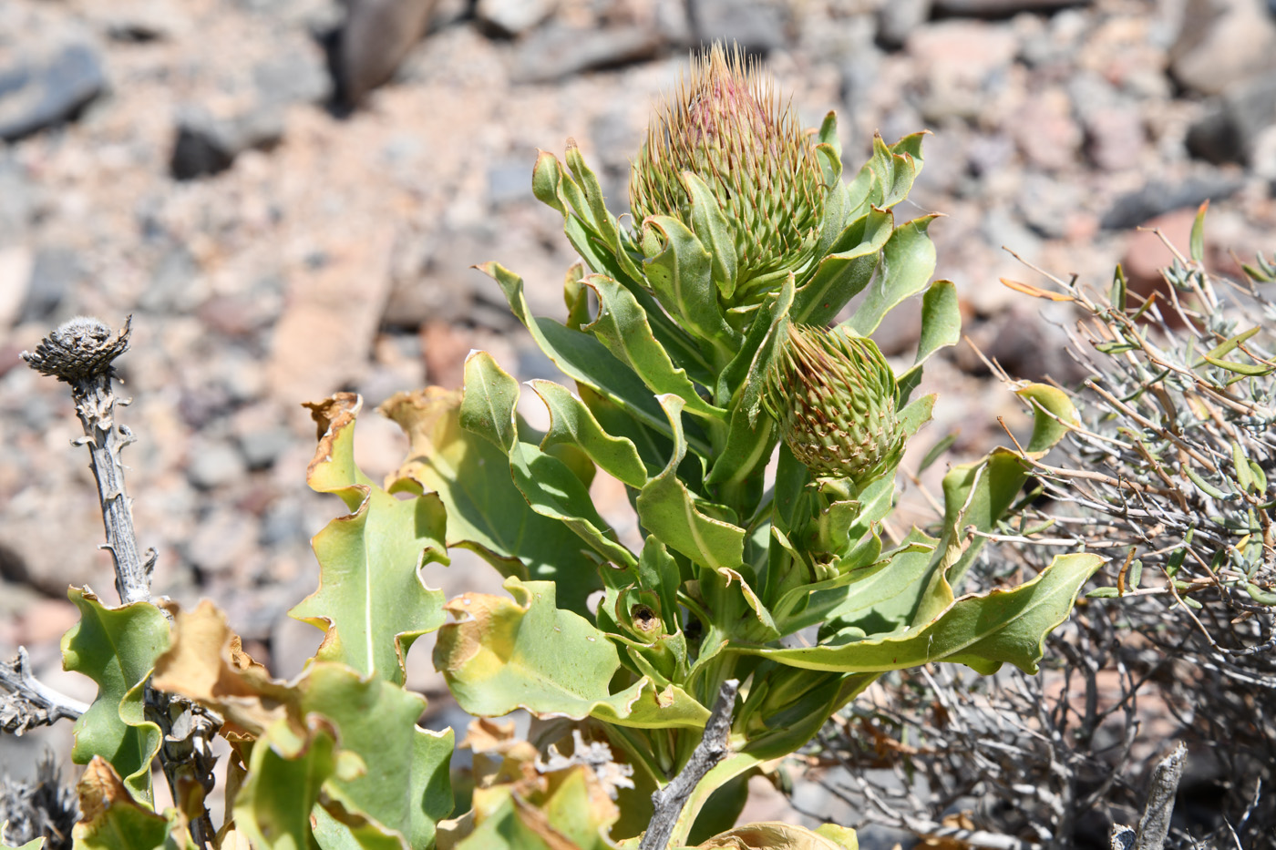 Image of Jurinea robusta specimen.