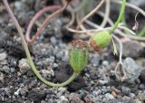 Papaver alboroseum. Завязи. Камчатский край, Елизовский р-н, природный парк \"Вулканы Камчатки\", южный участок, кластер \"Налычевский\", памятник природы экструзия «Верблюд», каменистая осыпь. 11.08.2024.