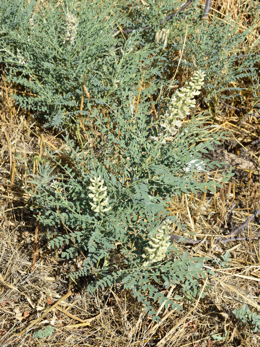 Изображение особи Goebelia pachycarpa.