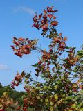 Viburnum opulus