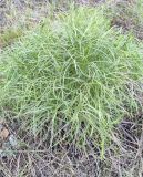 View full-size image Peucedanum morisonii