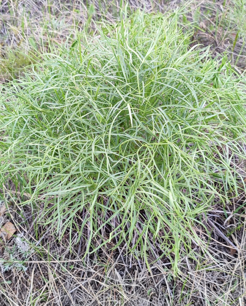 Изображение особи Peucedanum morisonii.