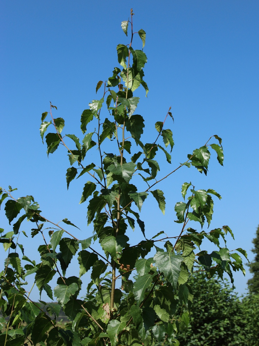 Image of Betula pendula specimen.