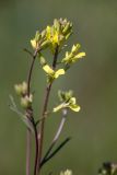 View full-size image Erysimum canescens