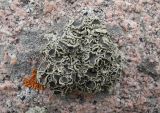 Смотреть изображение Rhizoplaca melanophthalma