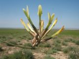 View full-size image Astragalus macropetalus