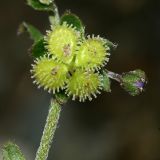Paracynoglossum glochidiatum. Плод. Республика Абхазия, окр. г. Сухум, р. Гумиста. 26.08.2009.