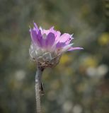 Смотреть изображение Xeranthemum annuum