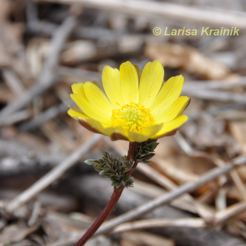 Image of Adonis amurensis specimen.