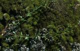 View full-size image Scrophularia rupestris