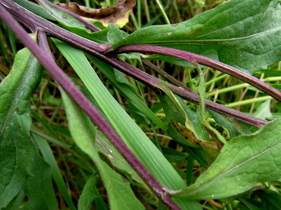 Image of Centaurea debeauxii specimen.