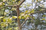 View full-size image Vernicia fordii
