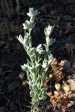 Filago arvensis. Зацветающие растения. Южный Берег Крыма, гора Аю-Даг. 27 мая 2011 г.