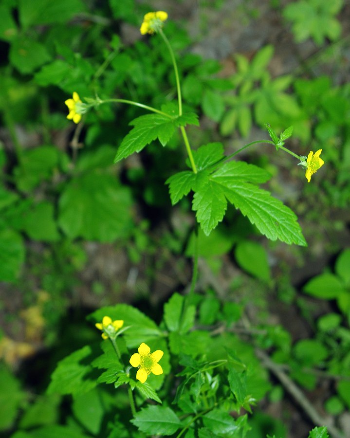 Изображение особи Geum urbanum.