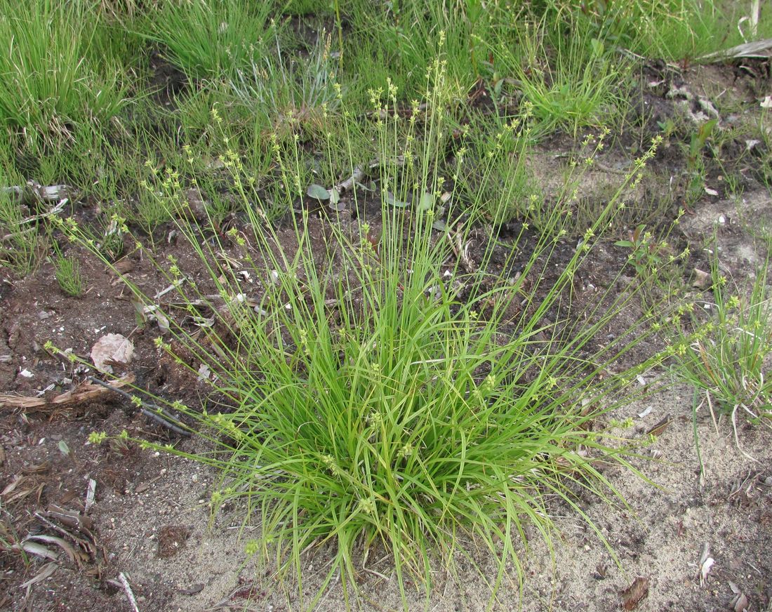 Image of Carex loliacea specimen.