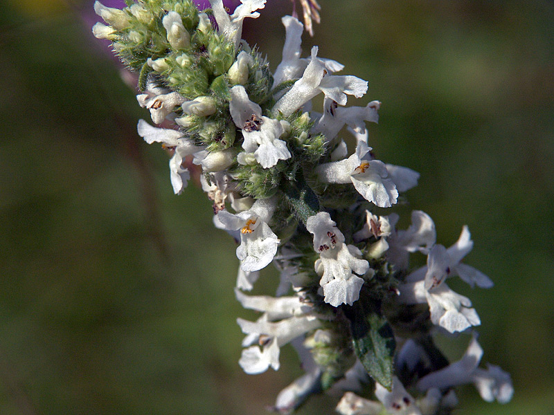 Изображение особи Betonica officinalis.