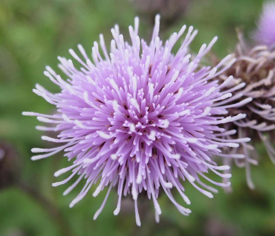 Изображение особи Cirsium setosum.