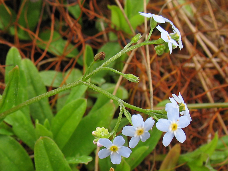 Изображение особи Myosotis cespitosa.