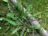 Pedicularis sceptrum-carolinum. Розетка прикорневых листьев. Свердловская обл., окр. г. Североуральск, южная окраина Колонгинского водохранилища, болото. 26.07.2011.