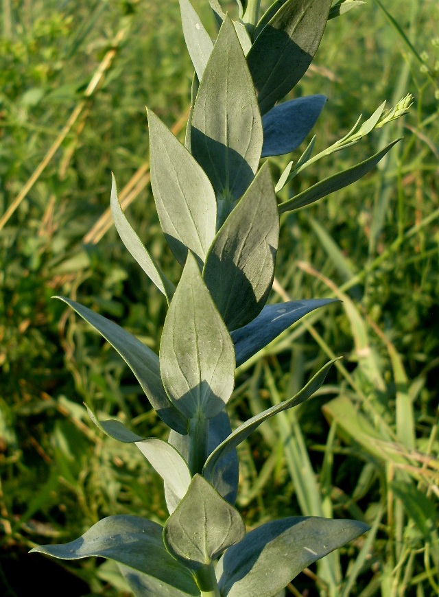 Image of Linaria genistifolia specimen.