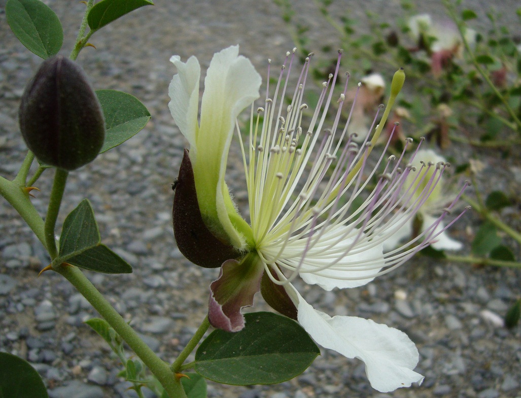 Image of Capparis herbacea specimen.