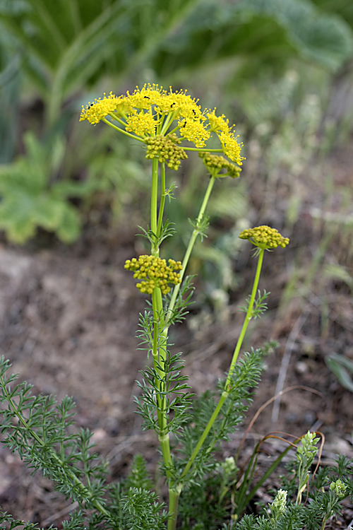 Изображение особи семейство Apiaceae.