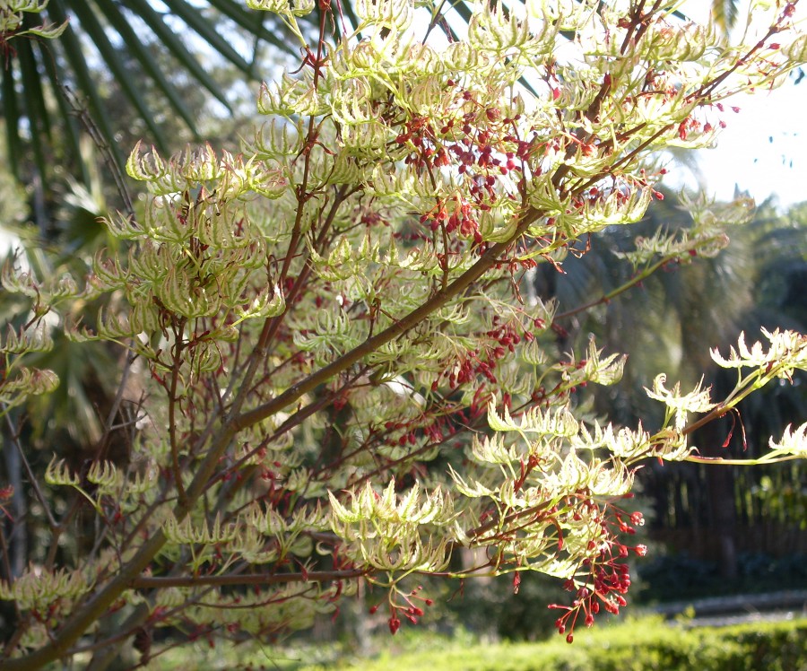 Image of Acer palmatum specimen.