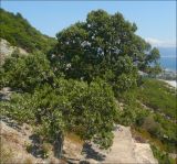 Juniperus excelsa. Взрослое дерево на скалистом склоне. Черноморское побережье Кавказа, Новороссийск, близ мыса Мысхако. 6 сентября 2009 г.