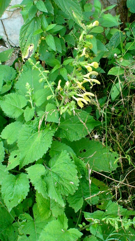 Изображение особи Salvia glutinosa.