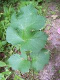 Heracleum sibiricum. Лист. Курская обл., г. Железногорск. 17 июля 2007 г.